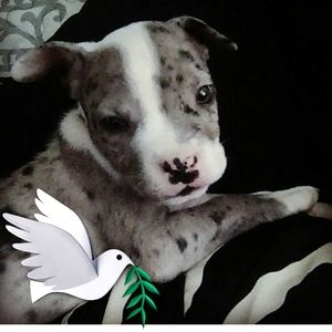 Meet your Posher, Adrien